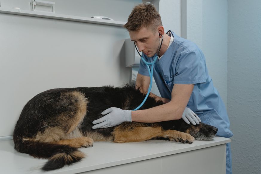 navsteva veterinare2